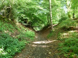 Ancient Sunken Lane